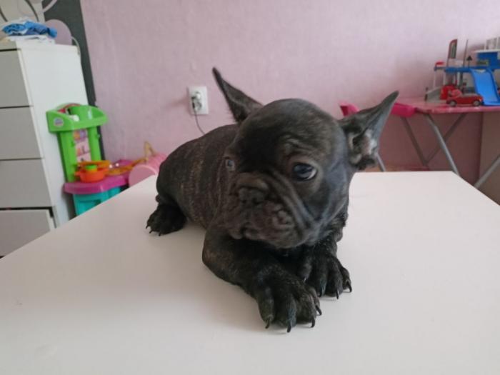 francuski buldog štene besplatni mali oglasi