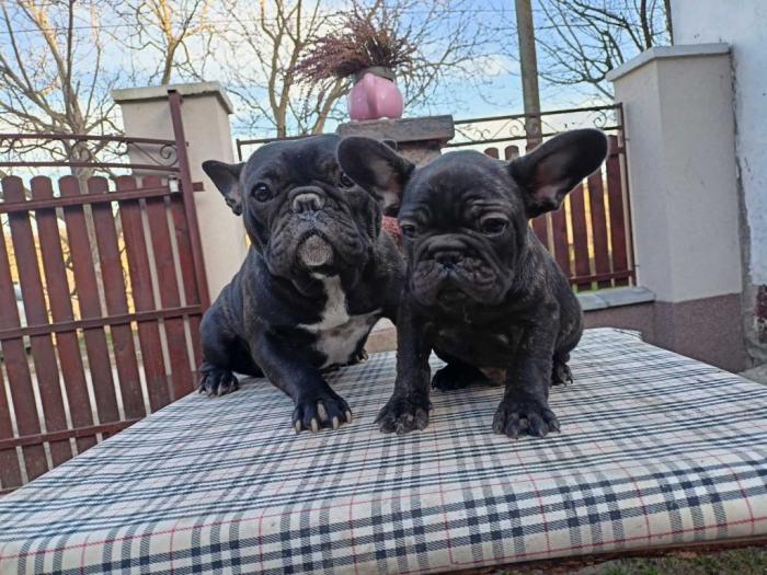 francuski buldog štene besplatni mali oglasi