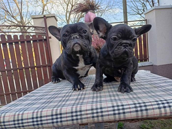 francuski buldog štene besplatni mali oglasi