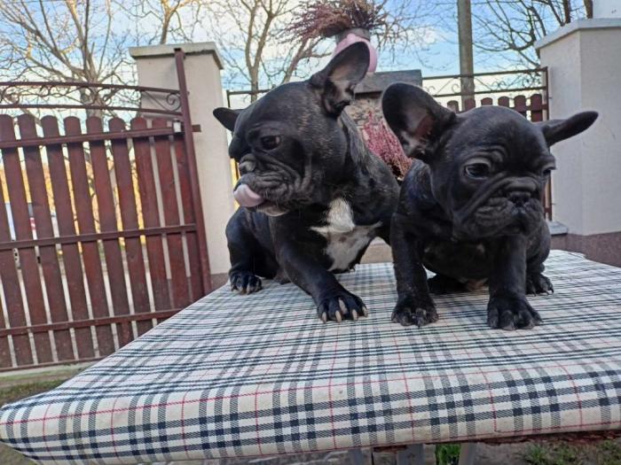 francuski buldog štene besplatni mali oglasi