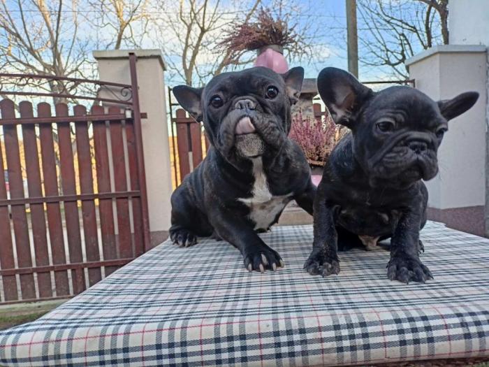 francuski buldog štene besplatni mali oglasi