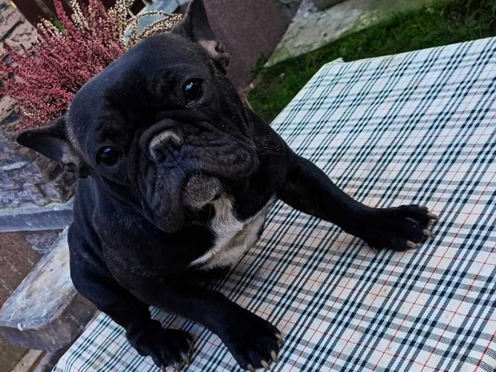 francuski buldog štene besplatni mali oglasi