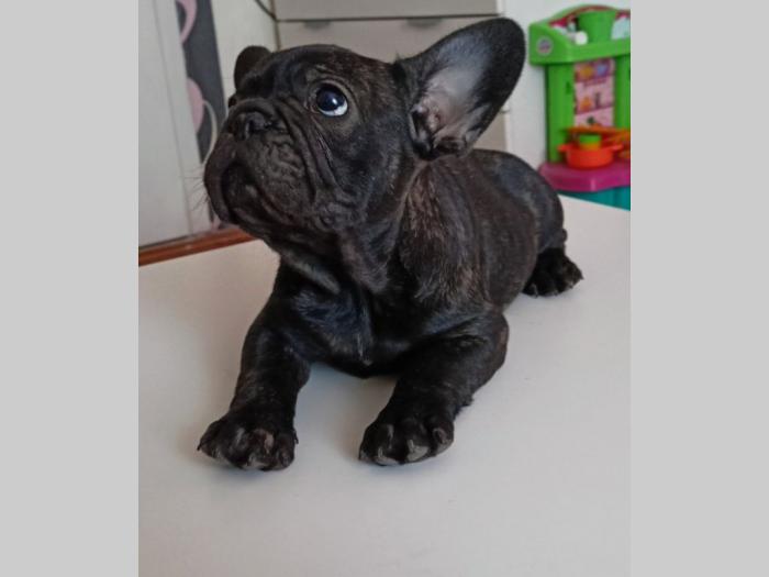 francuski buldog štene besplatni mali oglasi