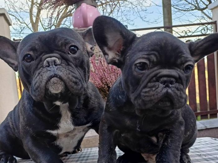 francuski buldog štene besplatni mali oglasi