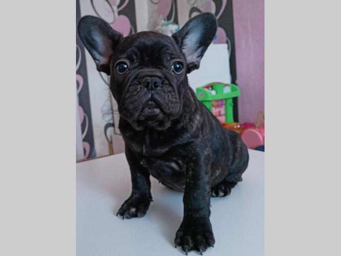 francuski buldog štene besplatni mali oglasi