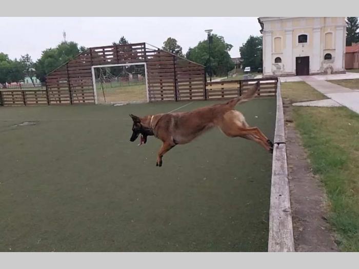 malinoa štenci besplatni mali oglasi