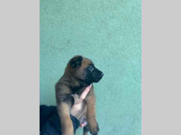 malinoa štenci besplatni mali oglasi