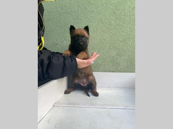 malinoa štenci besplatni mali oglasi
