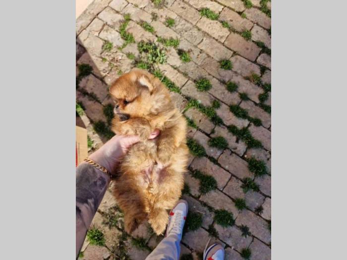 pomeranac štenci besplatni mali oglasi