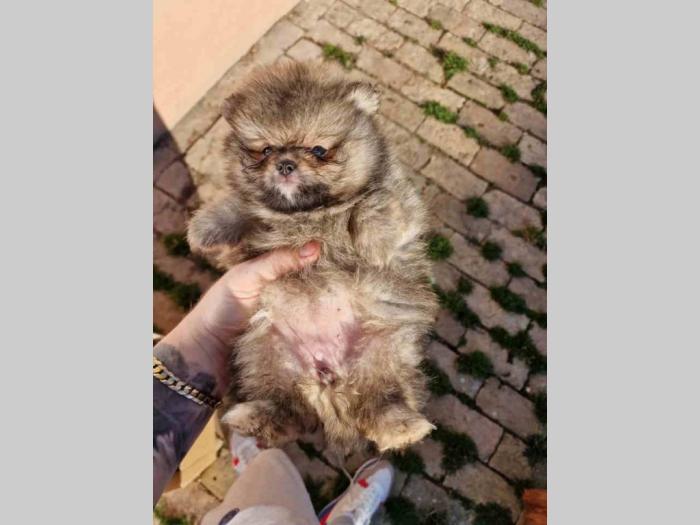 pomeranac štenci besplatni mali oglasi