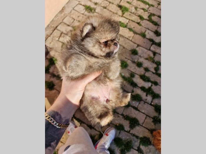 pomeranac štenci besplatni mali oglasi