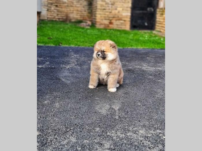 japanska akita inu štenci besplatni mali oglasi