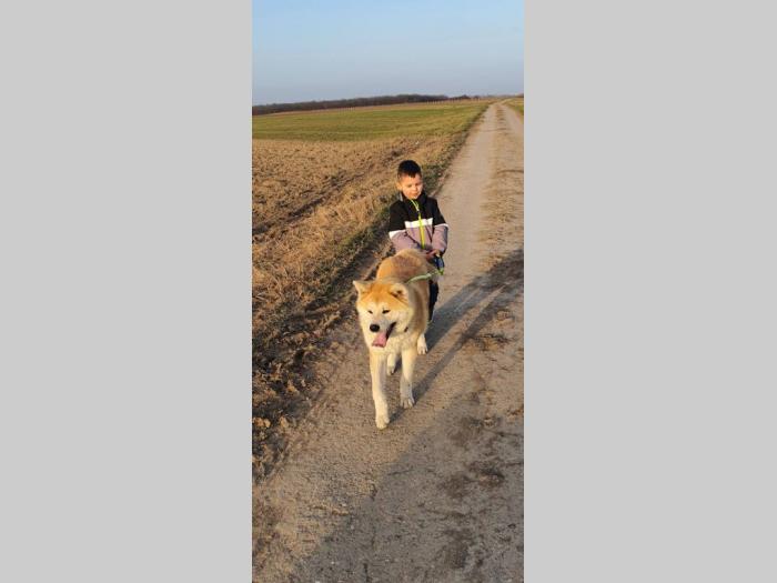 japanska akita inu štenci besplatni mali oglasi