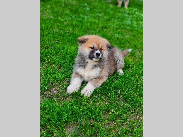 japanska akita inu štenci besplatni mali oglasi