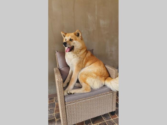 japanska akita inu štenci besplatni mali oglasi