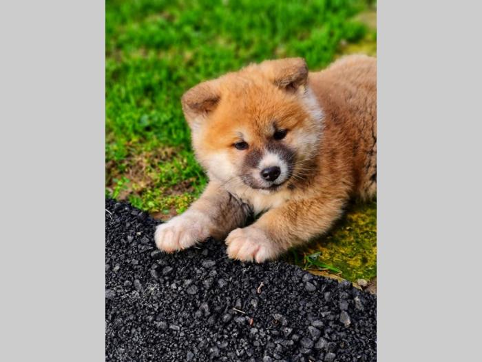 japanska akita inu štenci besplatni mali oglasi