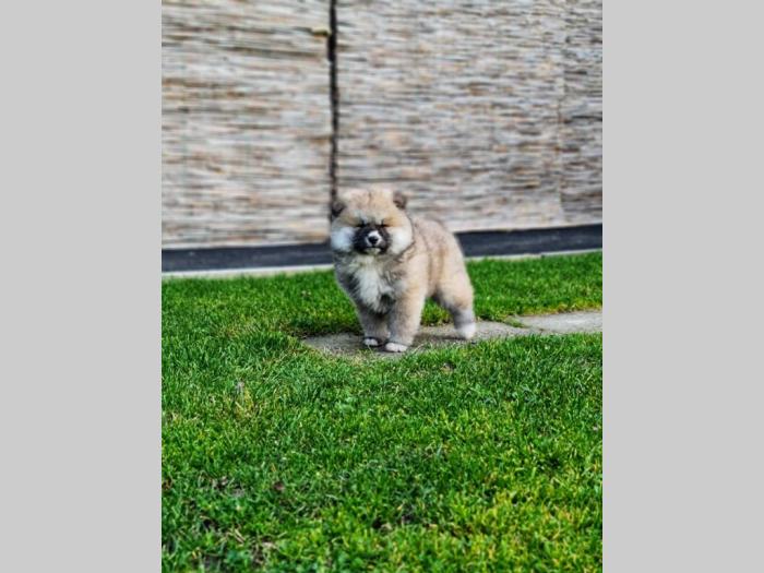 japanska akita inu štenci besplatni mali oglasi