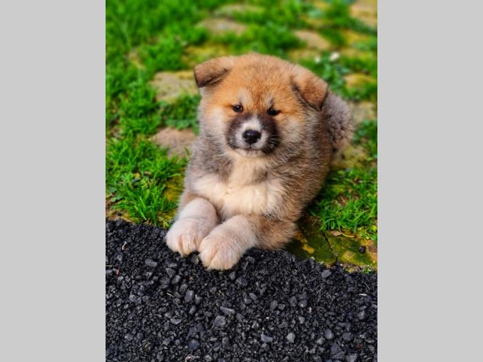 japanska akita inu štenci besplatni mali oglasi