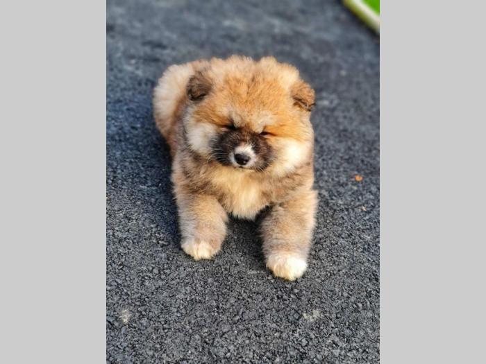 japanska akita inu štenci besplatni mali oglasi