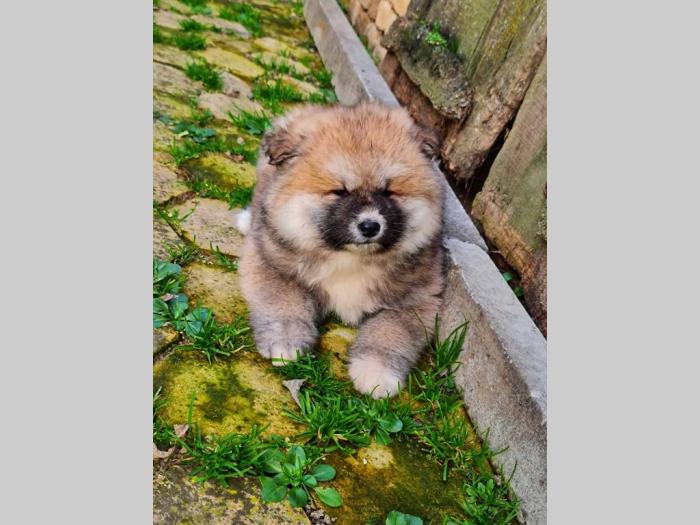 japanska akita inu štenci besplatni mali oglasi