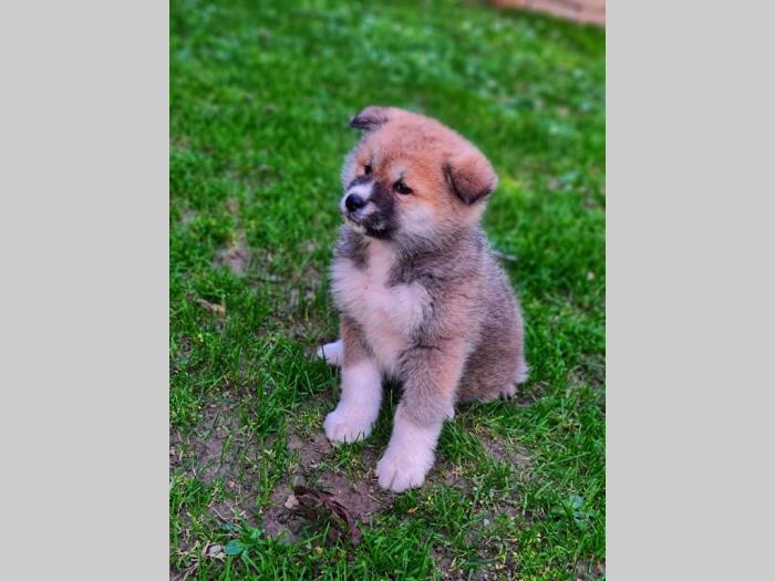 japanska akita inu štenci besplatni mali oglasi
