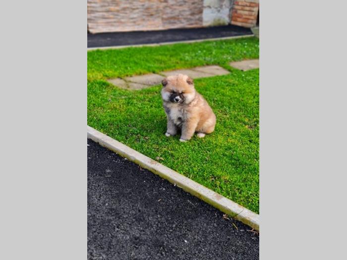 japanska akita inu štenci besplatni mali oglasi