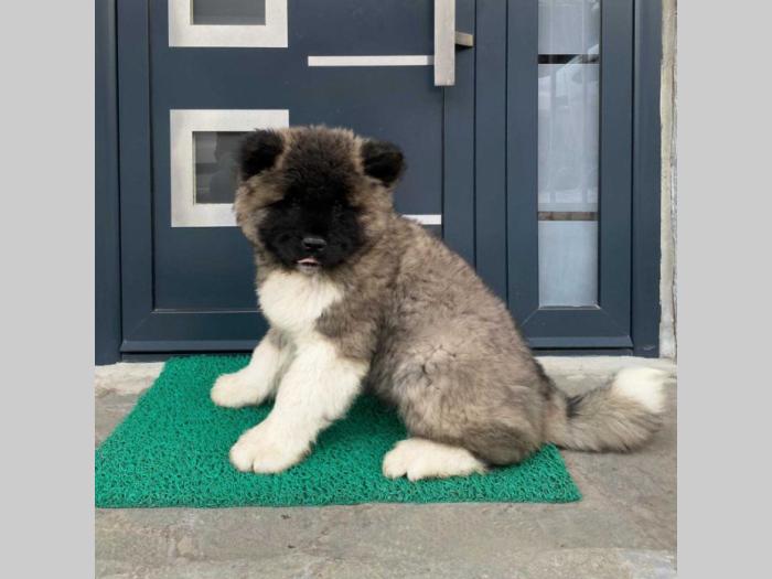 americka akita štenci besplatni mali oglasi