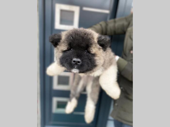 americka akita štenci besplatni mali oglasi