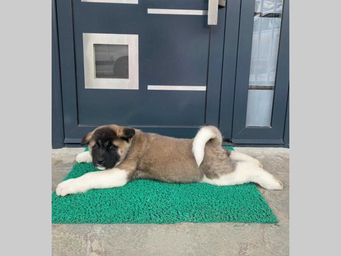 americka akita štenci besplatni mali oglasi