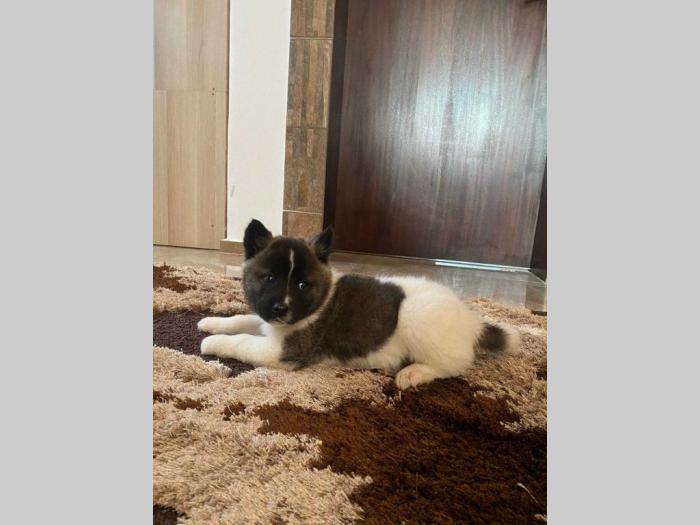 americka akita štenci besplatni mali oglasi