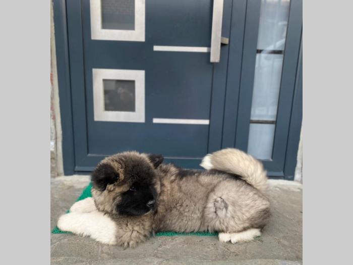 americka akita štenci besplatni mali oglasi