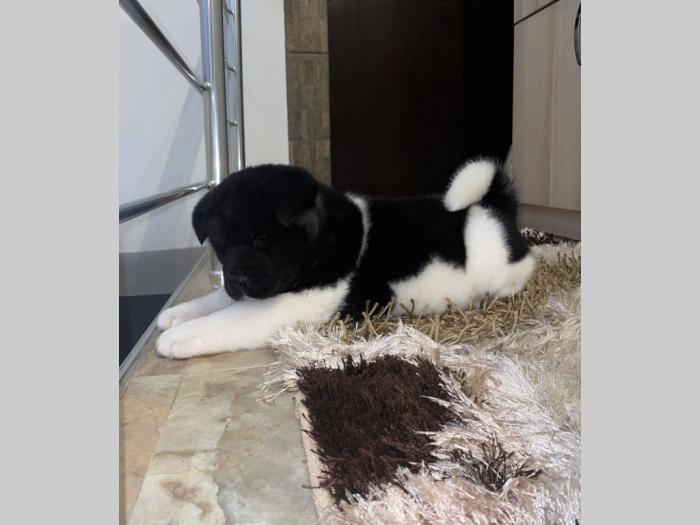 americka akita štenci besplatni mali oglasi