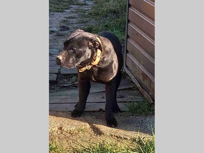 pit bul mužjak besplatni mali oglasi