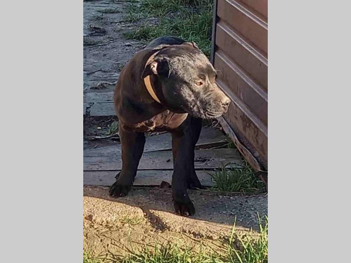 pit bul mužjak besplatni mali oglasi