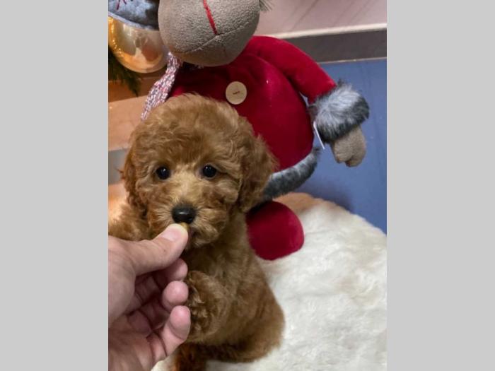 pudle tzv toy štenci besplatni mali oglasi