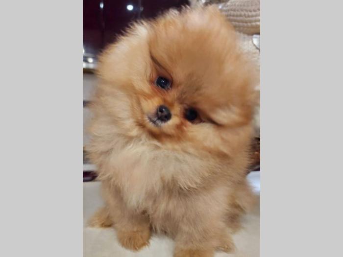 pomeranac boo štenci besplatni mali oglasi