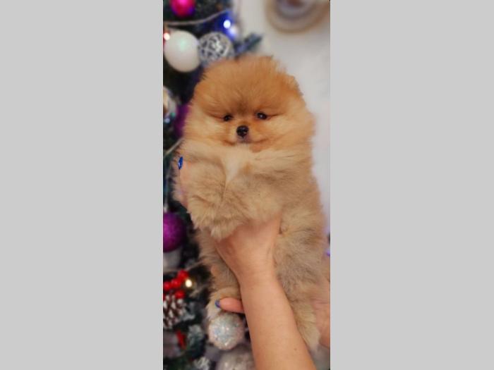 pomeranac boo štenci besplatni mali oglasi