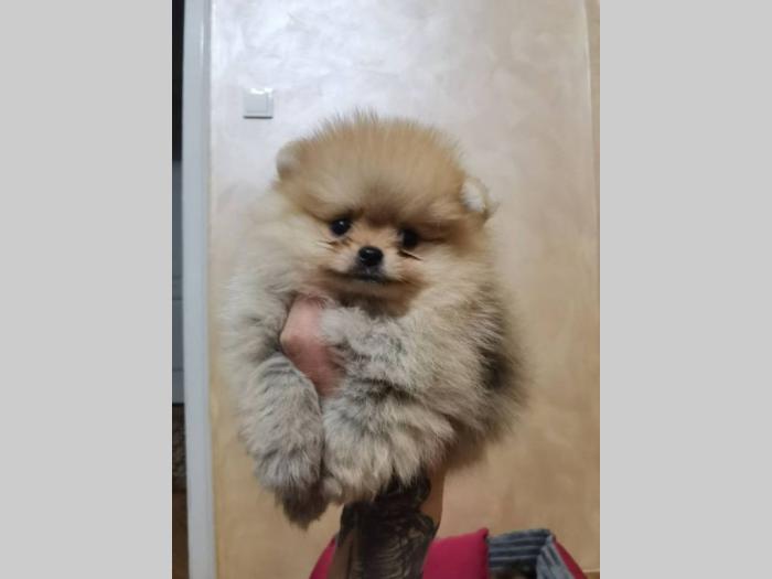 pomeranac štenci besplatni mali oglasi