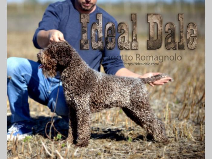 lagoto romagnolo štenci besplatni mali oglasi