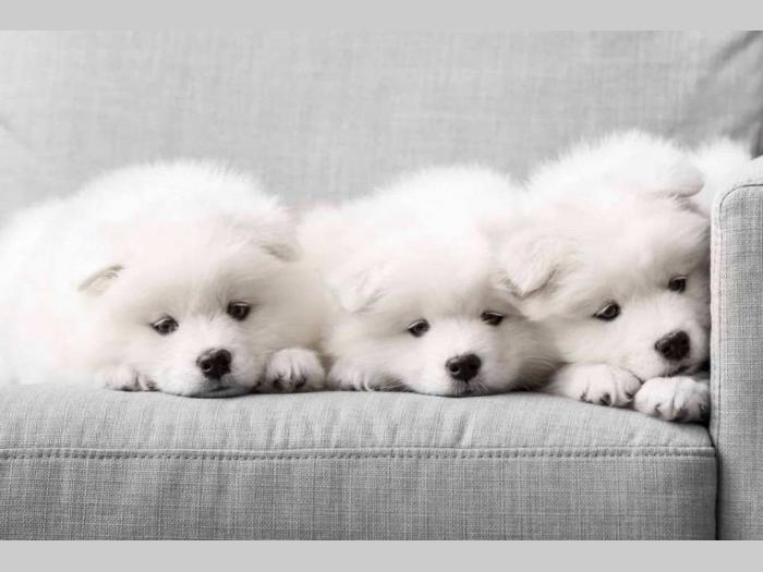 simbirski samojed štenci besplatni mali oglasi