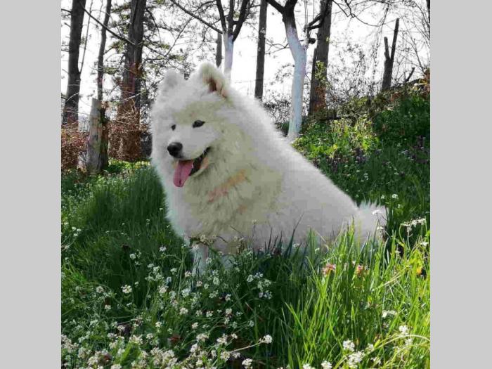 simbirski samojed štenci besplatni mali oglasi
