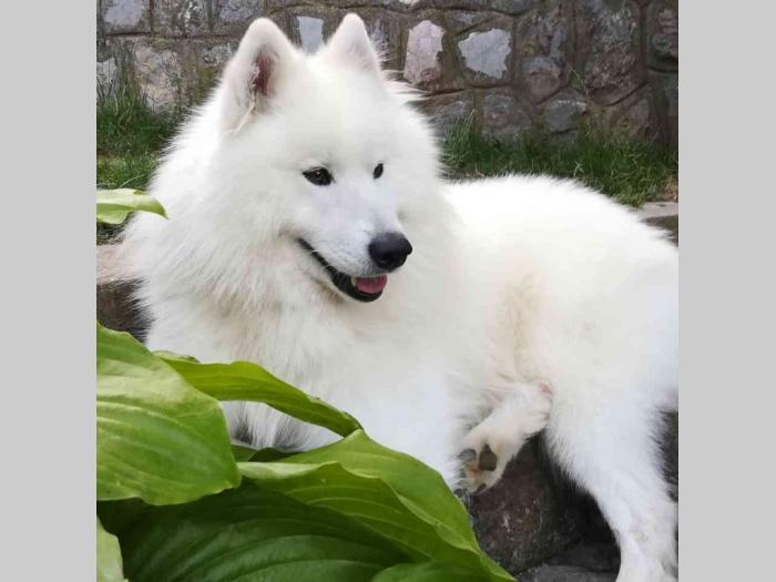 simbirski samojed štenci besplatni mali oglasi