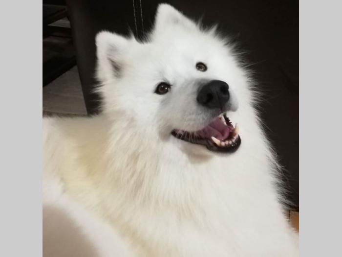 simbirski samojed štenci besplatni mali oglasi