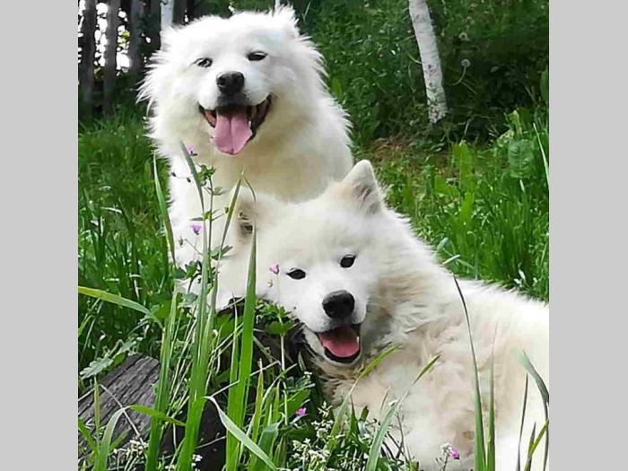 simbirski samojed štenci besplatni mali oglasi