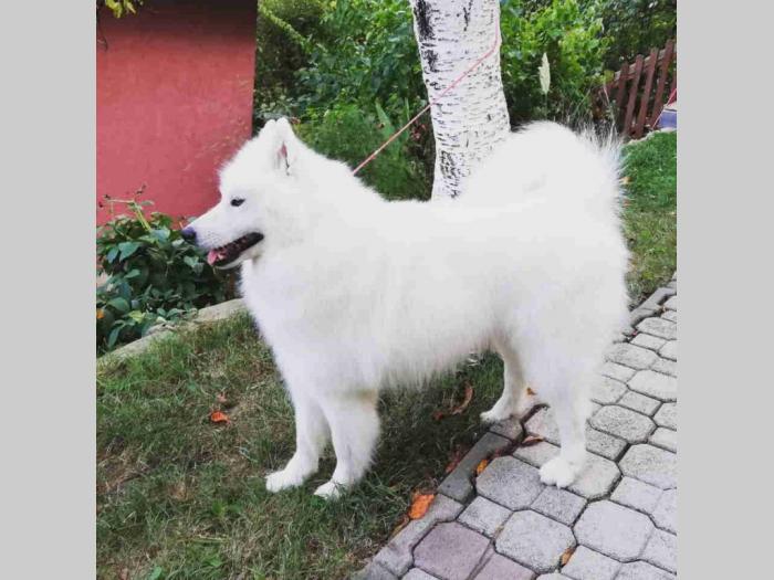 simbirski samojed štenci besplatni mali oglasi