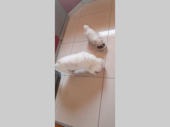 kovrdžavi bišoni štenci besplatni mali oglasi