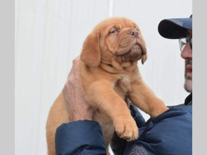 bodroške doge štenci besplatni mali oglasi