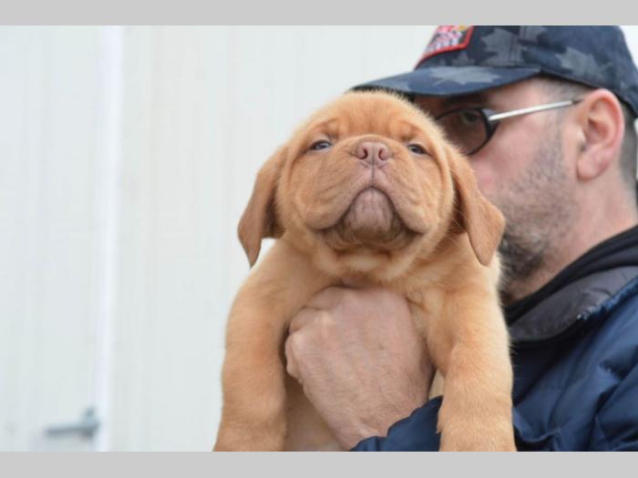 bodroške doge štenci besplatni mali oglasi
