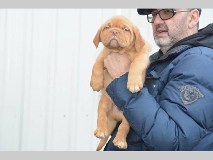bodroške doge štenci besplatni mali oglasi