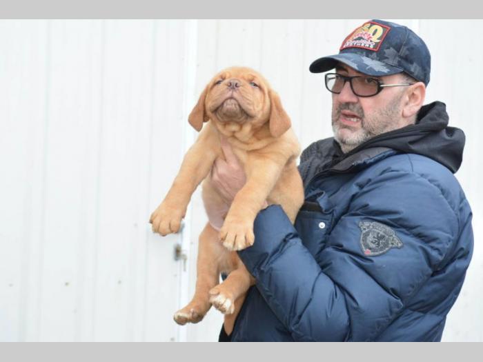 bodroške doge štenci besplatni mali oglasi